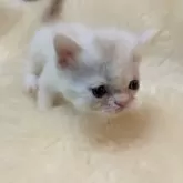 ミヌエット(長足)【大阪府・男の子・2025年5月3日・クリーム&ホワイト】の写真13