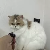 ミヌエット(長足)【大阪府・女の子・2024年4月8日・ダイリュートキャリコ】の写真5