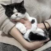 エキゾチックショートヘア【大阪府・男の子・2025年5月30日・ブラック&ホワイト】の写真4