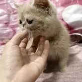 エキゾチックショートヘア【大阪府・男の子・2025年9月29日・クリーム】の写真4