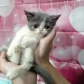 エキゾチックショートヘア【大阪府・女の子・2025年7月11日・ブルー&ホワイト】の写真9