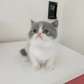 ミヌエット(長足)【大阪府・男の子・2025年4月14日・ブルー&ホワイト】の写真14