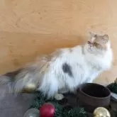 ミヌエット(長足)【大阪府・女の子・2024年4月8日・ダイリュートキャリコ】の写真13