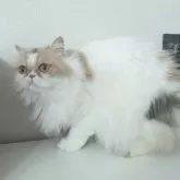 ミヌエット(長足)【大阪府・女の子・2024年4月8日・ダイリュートキャリコ】の写真9