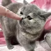 エキゾチックショートヘア【大阪府・女の子・2025年5月30日・ブルー&クリーム】の写真11