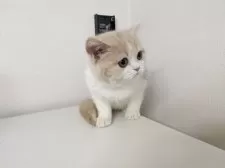 ミヌエット(長足)【大阪府・女の子・2025年5月21日・クリーム&ホワイト】の写真5