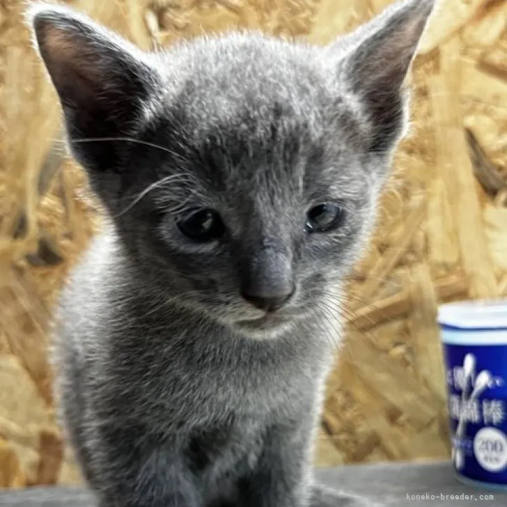 ID：2307-00334の子猫