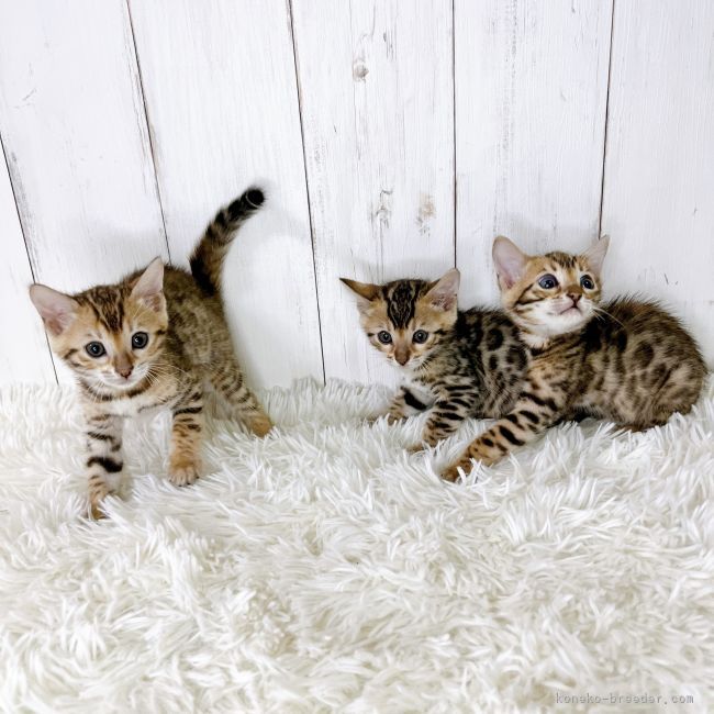 長久　誠(ちょうきゅう　まこと)ブリーダー(愛媛県・ベンガルなど・CPA登録)の紹介写真2