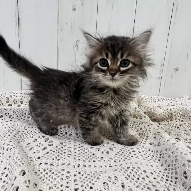 ID:2312-01718の子猫