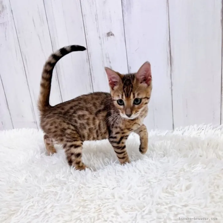 ID:2306-02236の子猫