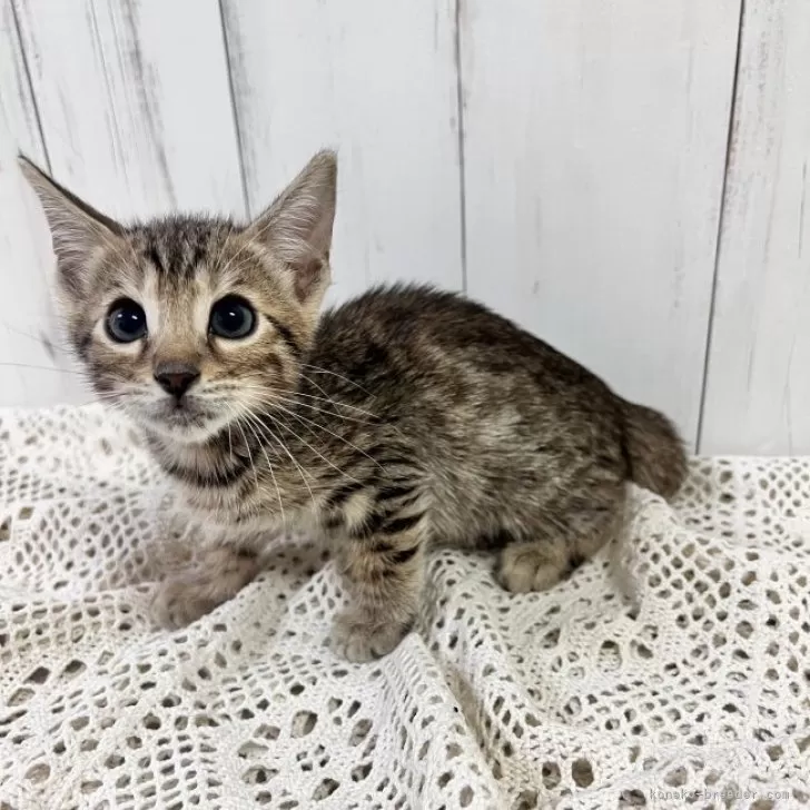 H.S 様のお迎えした子猫