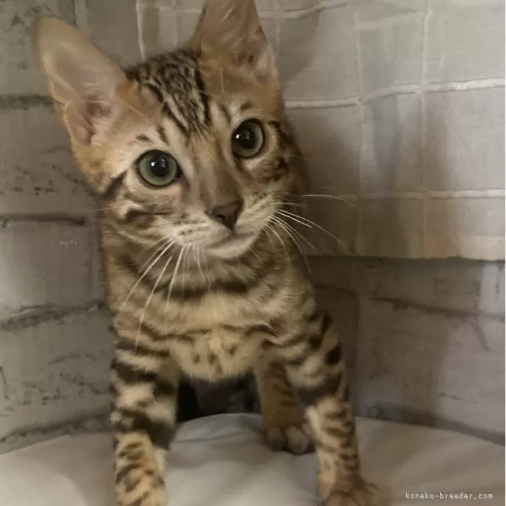 ID：2404-03685の子猫