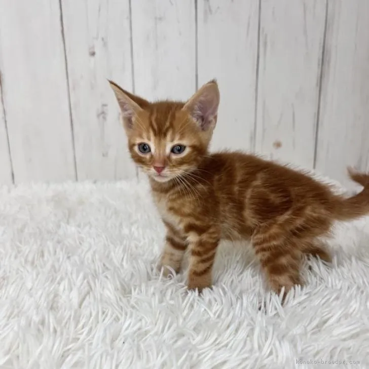ID:2207-01742の子猫
