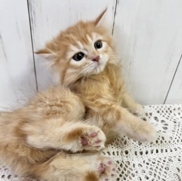 サイベリアン【愛媛県・女の子・2023年11月13日・レッドタビー（長毛）】の写真「極上の可愛さ！」