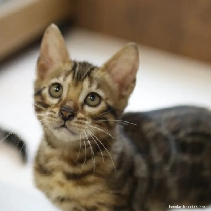 ID:2307-02810の子猫