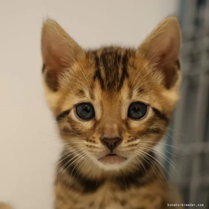 ID:2403-00443の子猫
