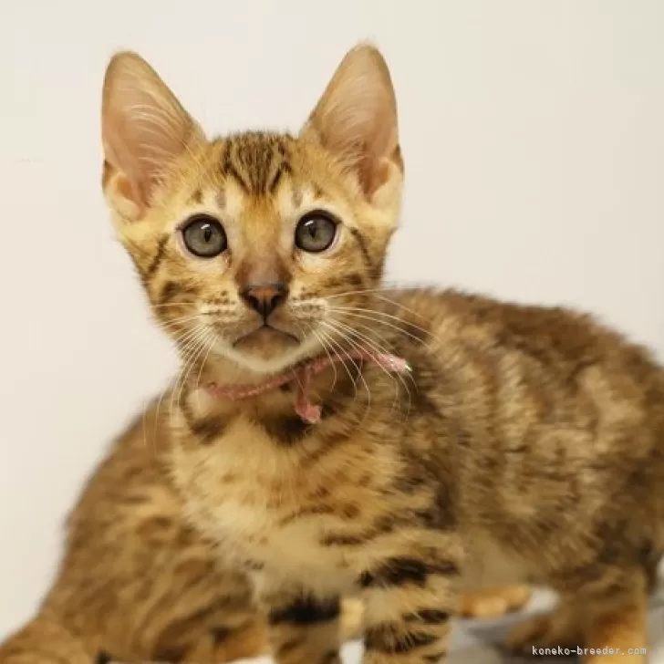 ID:2409-03285の子猫