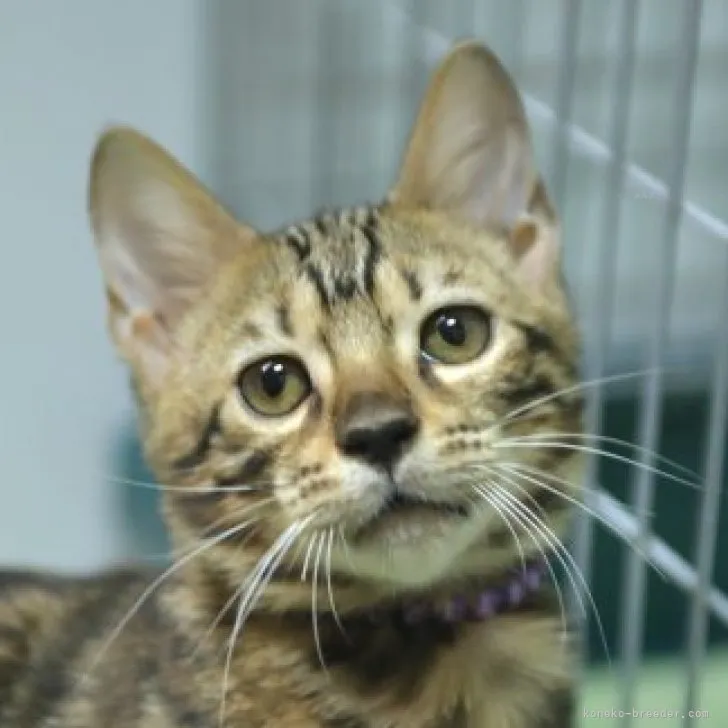 ID：2307-02808の子猫