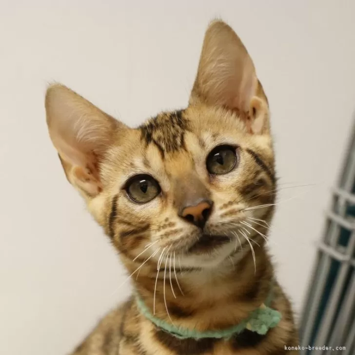 ID：2403-02855の子猫