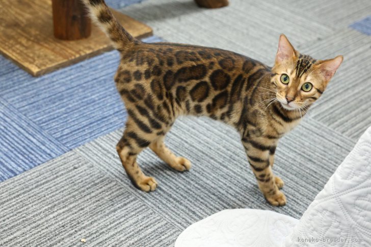 ベンガル【・男の子・2024年10月31日・ブラウンスポテッドタビー(ロゼット)】