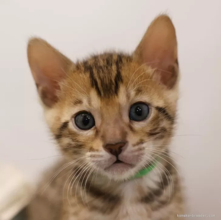 ID:2403-00442の子猫