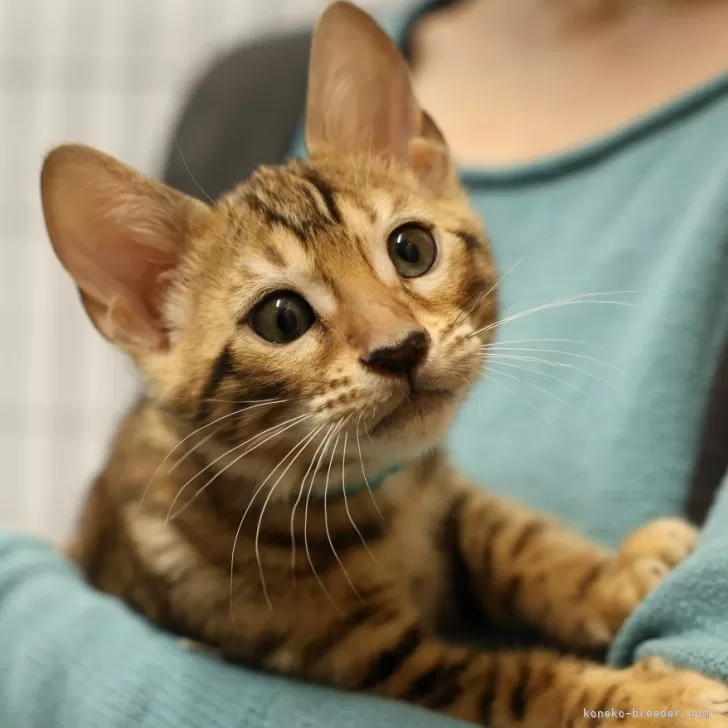 ID：2312-02990の子猫