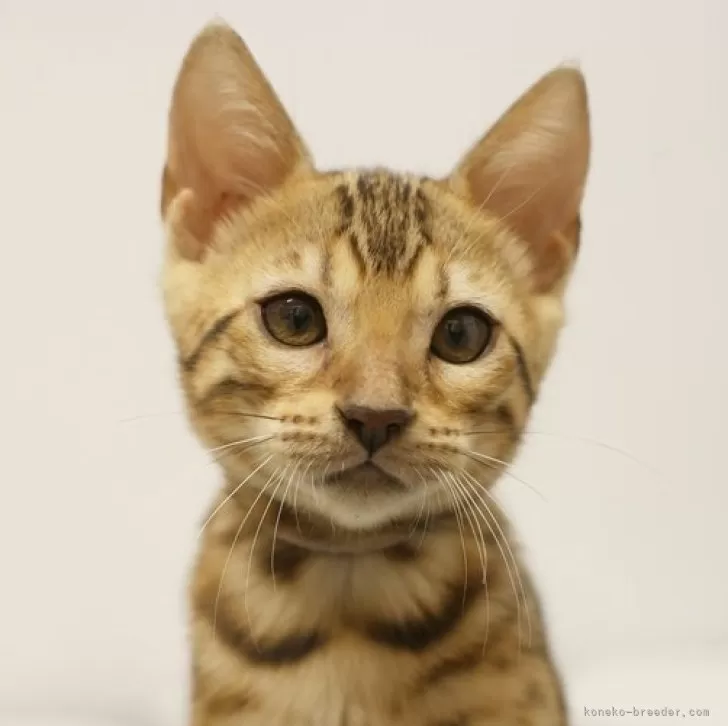 ID:2407-01359の子猫