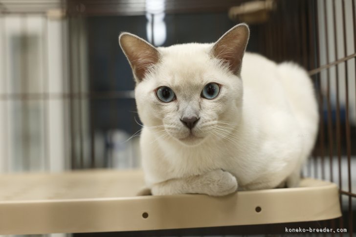 トンキニーズ【・男の子・2024年9月4日・ライラックミンク】