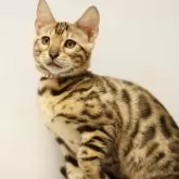 ベンガル【大阪府・女の子・2024年2月28日・ブラウンスポテッドタビー(ロゼット)】の写真1「少したれ目の美猫さん。美しさとかわいらしさが同居しています。」