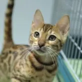 ベンガル【大阪府・女の子・2023年7月10日・ブラウンスポテッドタビー】の写真1「賢そうなお顔の女の子です！」