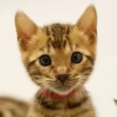 ベンガル【大阪府・男の子・2024年3月24日・ブラウンスポテッドタビー(ロゼット)】の写真1「凛々しいお顔！大きく成長中です。」