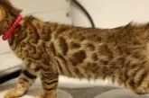 ベンガル【大阪府・男の子・2024年3月24日・ブラウンスポテッドタビー(ロゼット)】の写真4