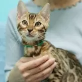 ベンガル【大阪府・男の子・2025年7月23日・ブラウンスポテッドタビー(ロゼット)】の写真10