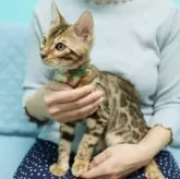 ベンガル【大阪府・男の子・2025年7月23日・ブラウンスポテッドタビー(ロゼット)】の写真11