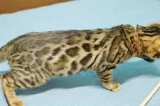 ベンガル【大阪府・男の子・2025年6月4日・ブラウンスポテッドタビー(ロゼット)】の写真9