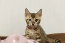 ベンガル【大阪府・男の子・2024年11月17日・ブラウンスポテッドタビー(ロゼット)】の写真14