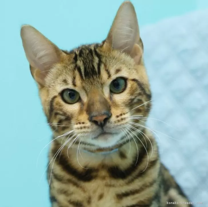 ベンガル【大阪府・男の子・2025年5月27日・ブラウンスポテッドタビー(ロゼット)】の写真1「キリッとかっこよくなってきました^^」