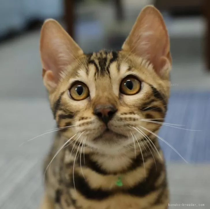 いいじま 様のお迎えした子猫