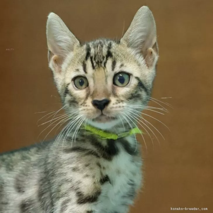 ベンガル【大阪府・男の子・2025年7月23日・ブラウンスポテッドタビー(ロゼット)】の写真1