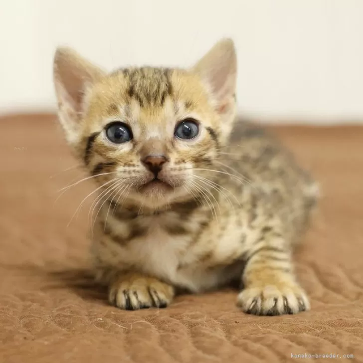 ID:2505-02589の子猫