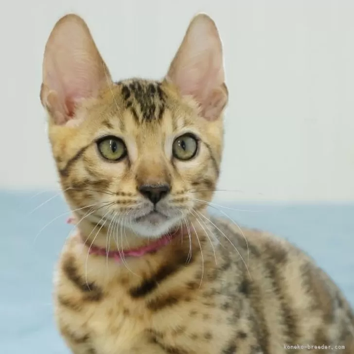 ナカシロ 様のお迎えした子猫