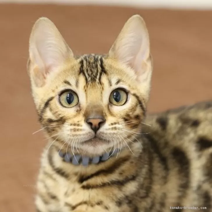 ID：2502-00247の子猫