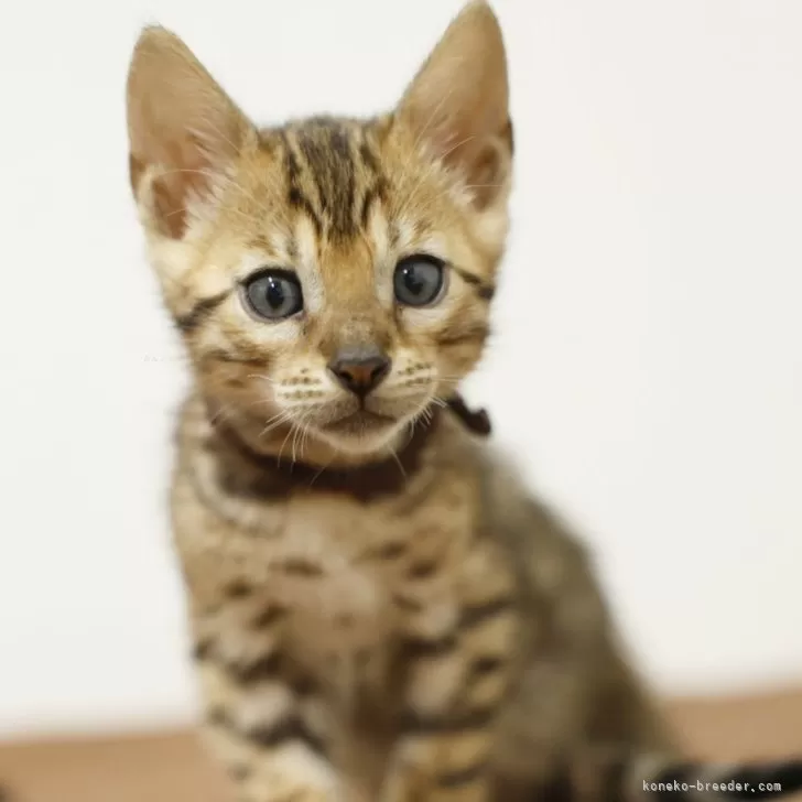 ID：2502-00248の子猫