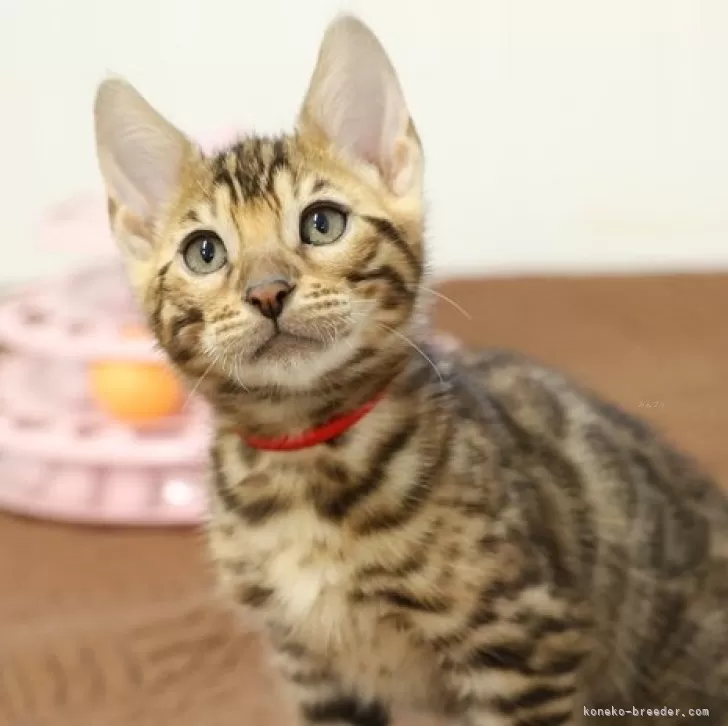 ID:2502-00245の子猫