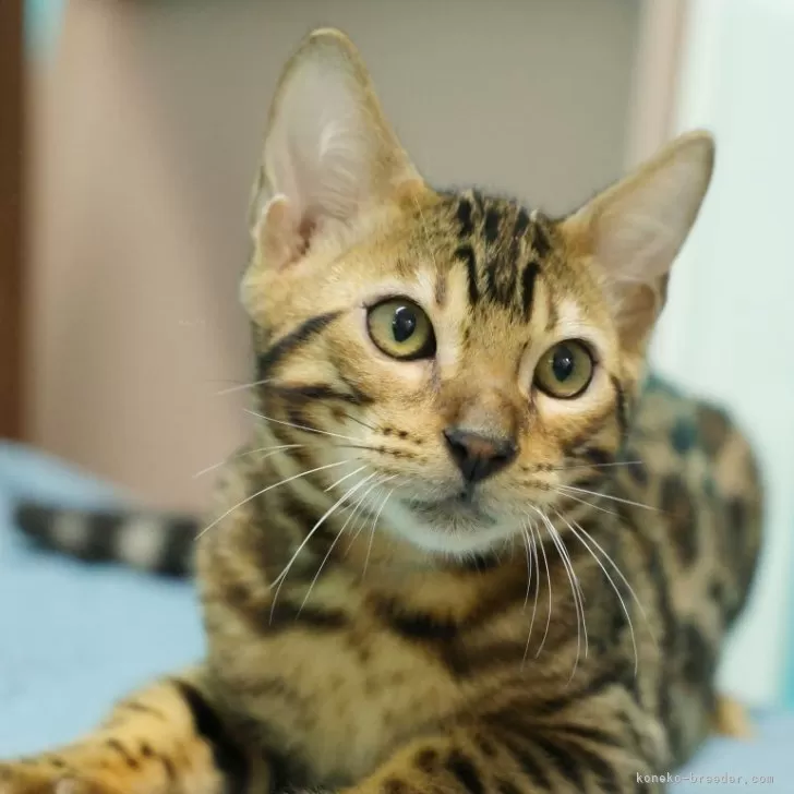 ベンガル【大阪府・男の子・2025年6月4日・ブラウンスポテッドタビー(ロゼット)】の写真1「遊び好きなやんちゃっ子！」