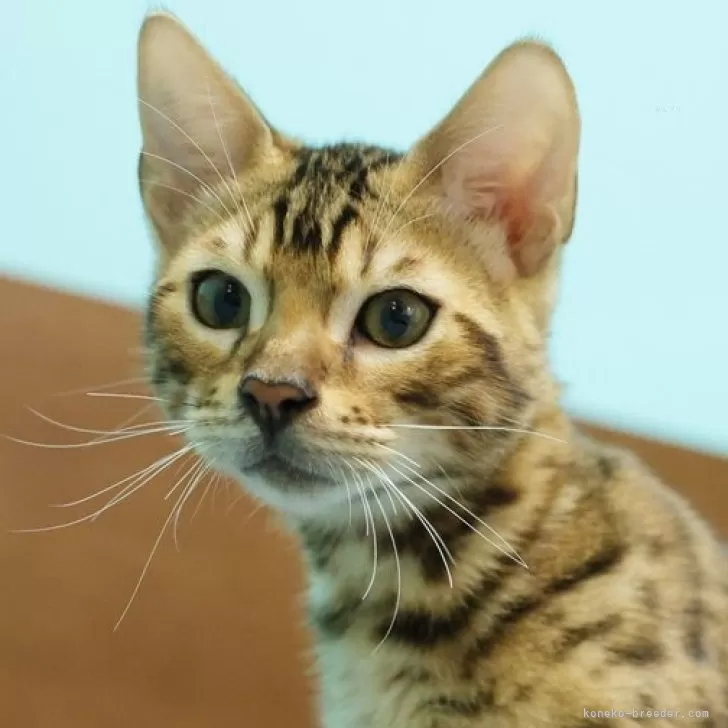 ベンガル【大阪府・男の子・2025年5月27日・ブラウンスポテッドタビー(ロゼット)】の写真1「お目目がキリッ！としたクールなイケメンくん。中身は甘えん坊です^^」