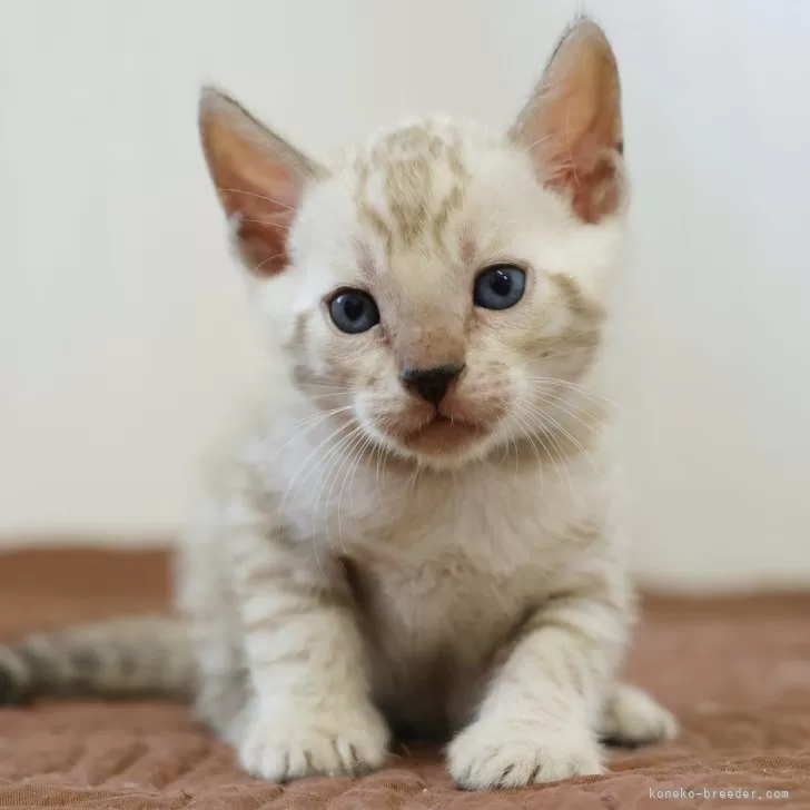 ID:2508-03074の子猫