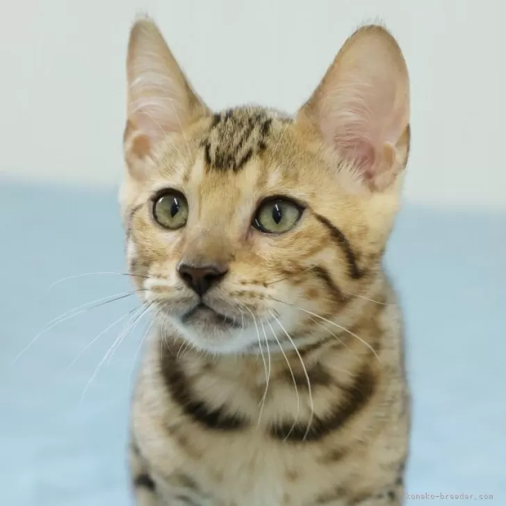 ID:2505-02587の子猫