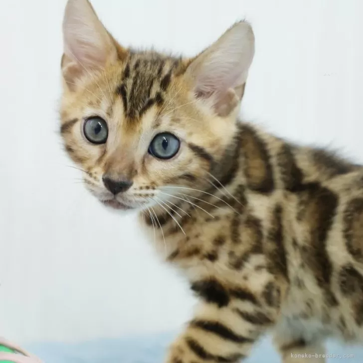 かむかむ 様のお迎えした子猫