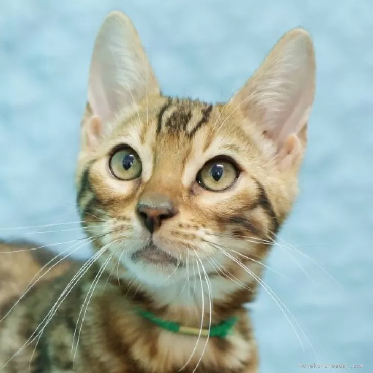 ベンガル【大阪府・男の子・2025年7月23日・ブラウンスポテッドタビー(ロゼット)】の写真1「兄弟の中では一番明るい毛色の子です。」